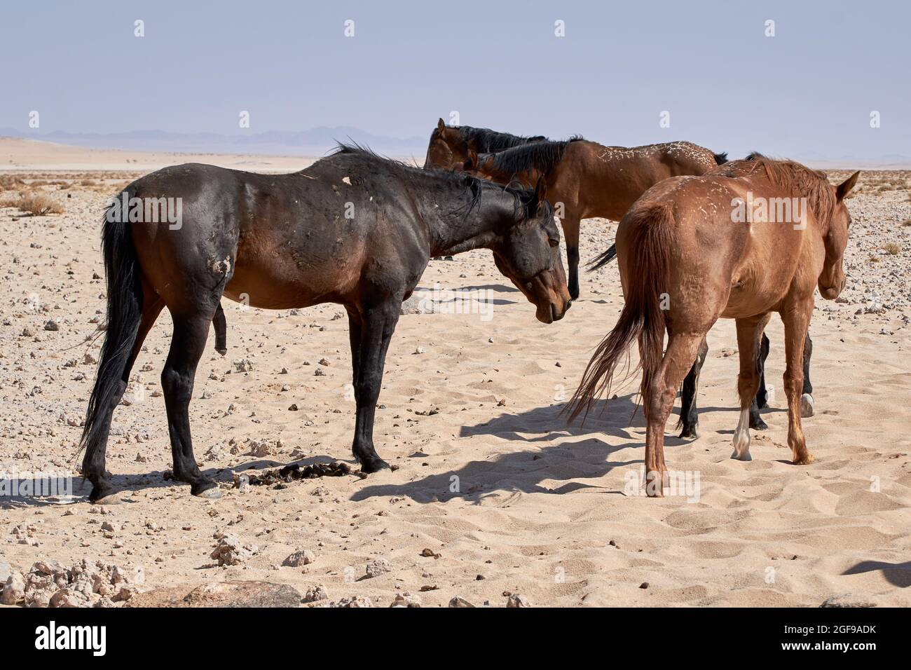 Wild Namib desert horses (Equus ferus caballus) near Aus, Namibia, Africa. Stock Photo
