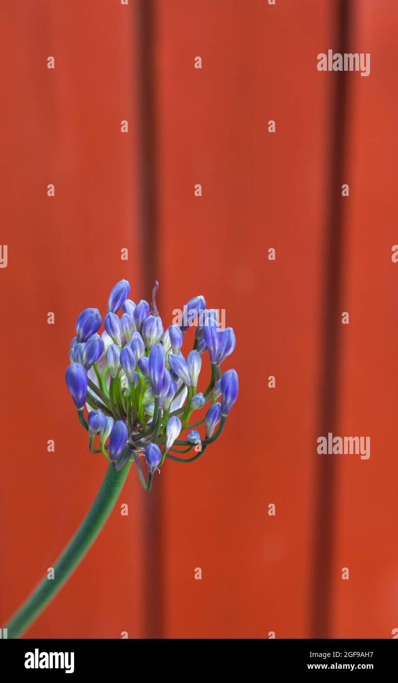 Flora, Flowers, Blue coloured Agapanthus growing outdoor in garden. Stock Photo