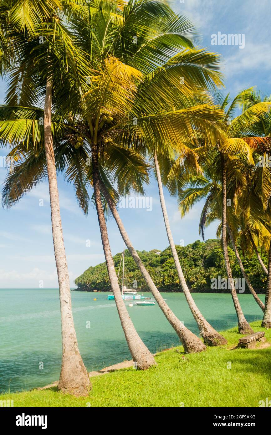 Palms along the coast of Ile Royale, one of the islands of Iles du Salut (Islands of Salvation) in French Guiana Stock Photo