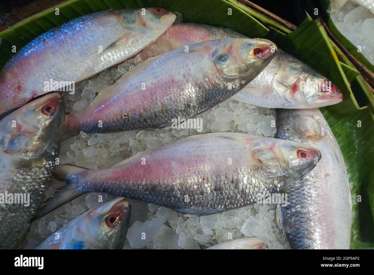 Ilish fish , Tenualosa ilisha or hilsa fish is a very popular and sought-after tasty food fish in the Indian Subcontinent. It is Bangladesh's national Stock Photo