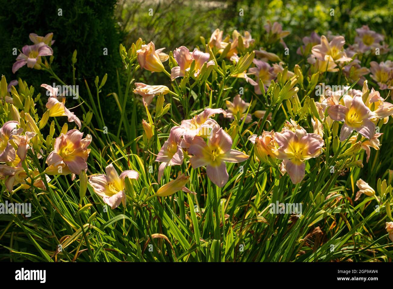 Enchanting Hemerocallis 'Catherine Woodbery’, daylily 'Catherine Woodbery’ flowering in mid-summer. Natural garden and plant portrait in sunshine Stock Photo