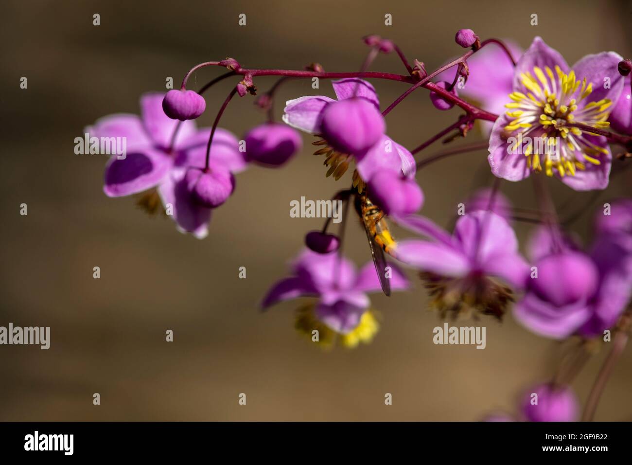 Stunning Thalictrum rochebruneanum, lavender mist meadow rue flowers in ...