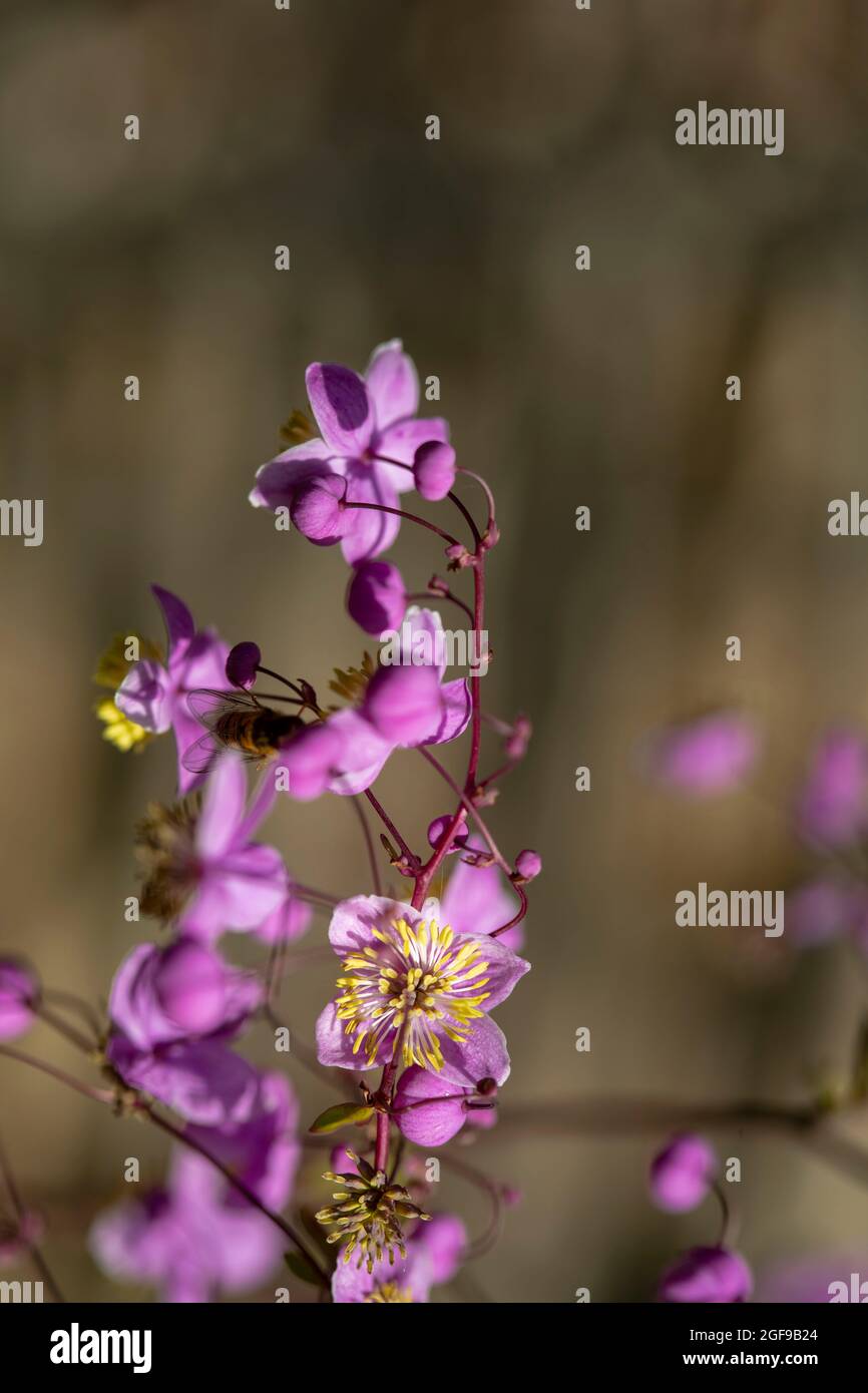 Stunning Thalictrum rochebruneanum, lavender mist meadow rue flowers in ...