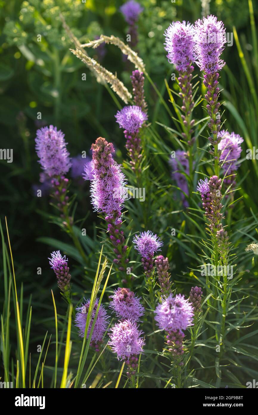 Liatris spicata 'Kobold, button snakewort 'Kobold', Liatris spicata ...