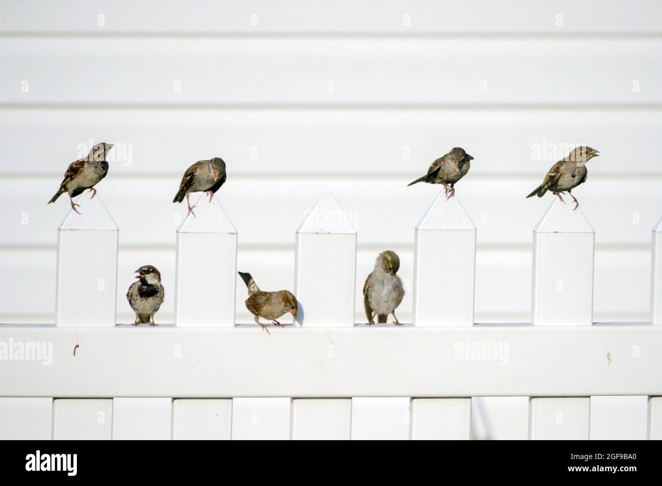 birds on a white fence Stock Photo