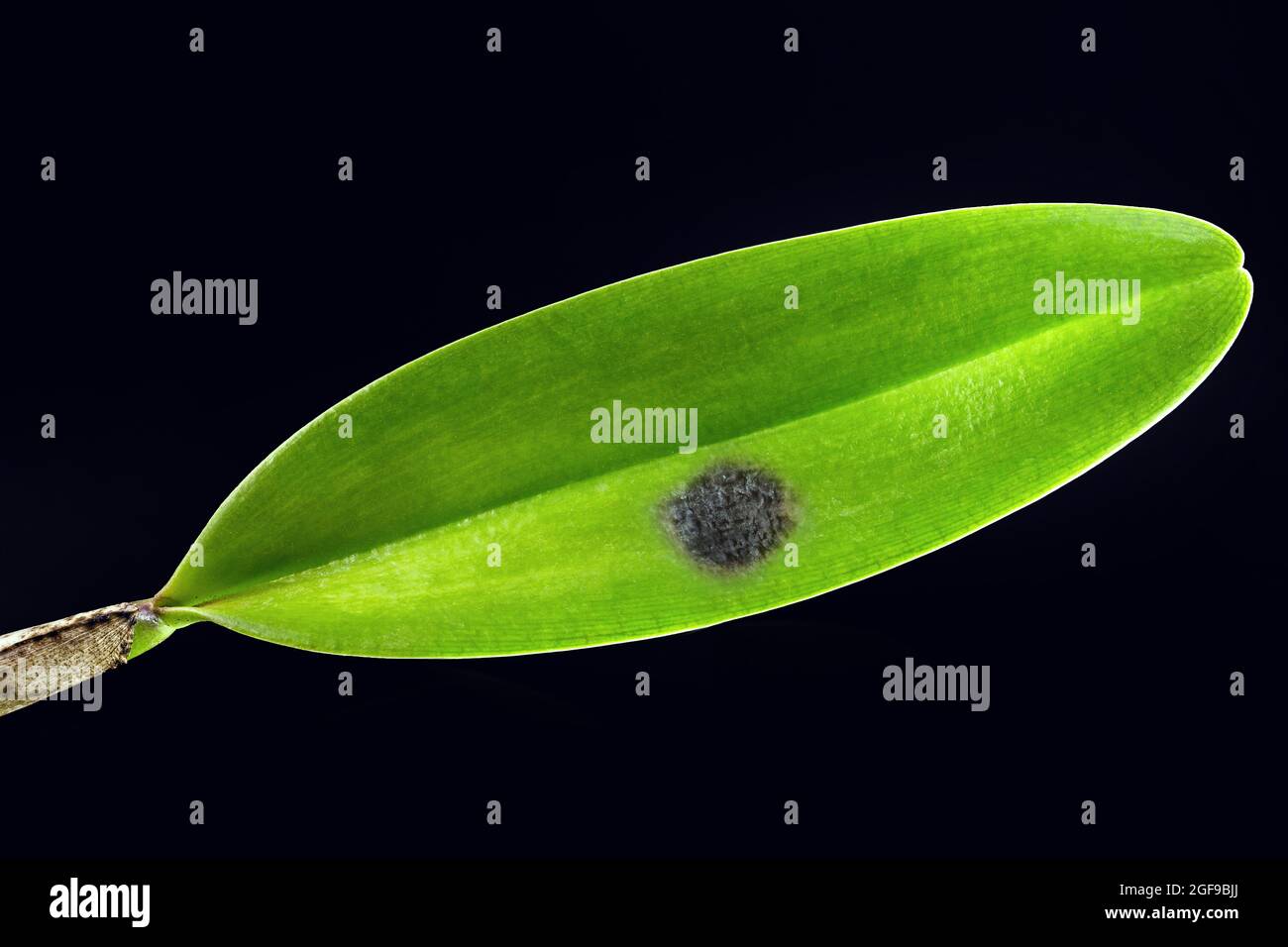 diseased orchid leaves with fungal spots, diseased plant Stock Photo