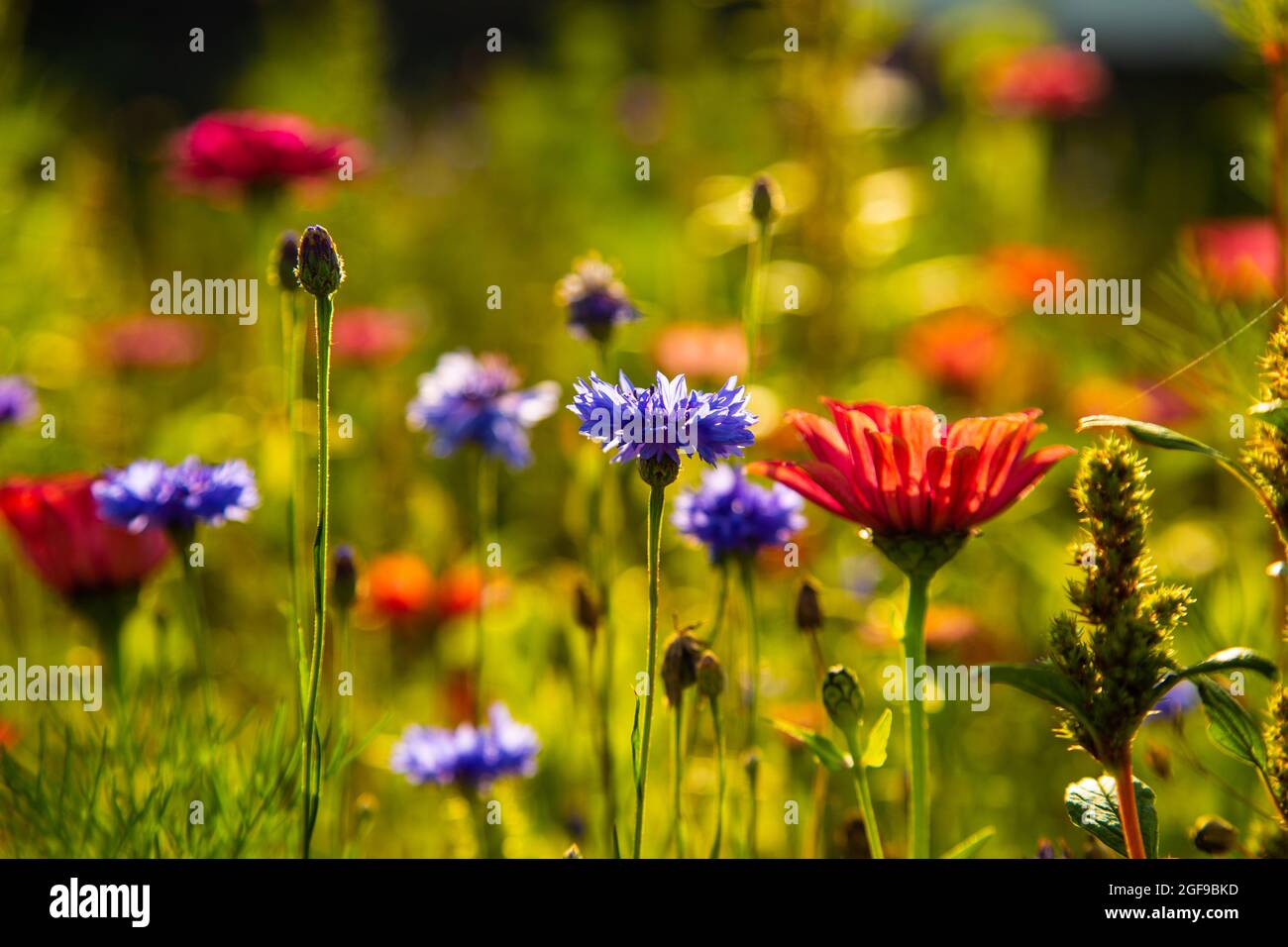 Watercolor wildflowers meadow hi-res stock photography and images - Alamy