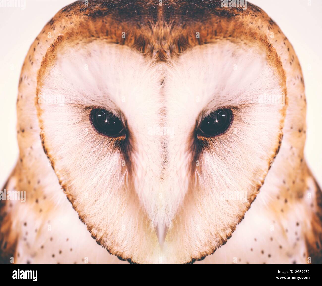 owl face, look of predatory bird. Copy space Stock Photo - Alamy