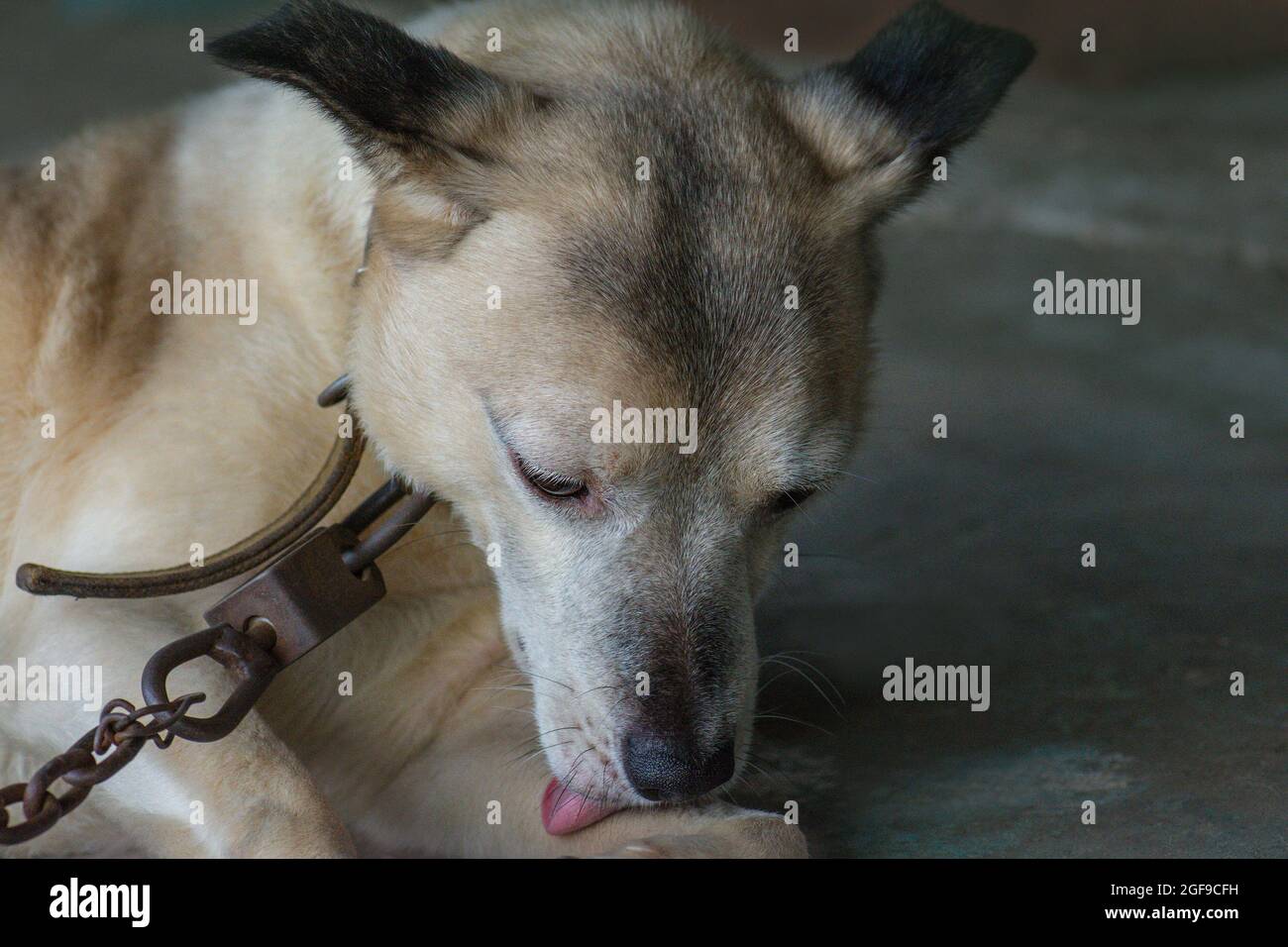 Chained up dog waiting to be released. Chained dog in a farm close up