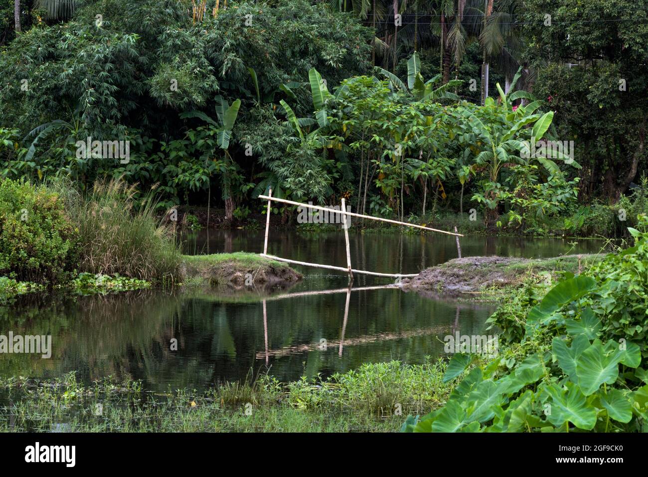 a small bamboo made bridge use to cross the wate land Stock Photo