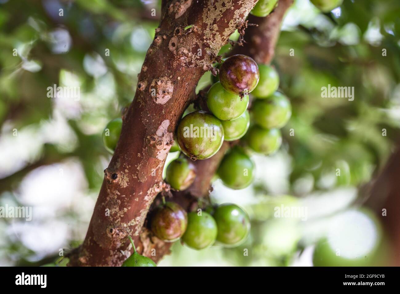 Fruit of the jabuticaba. The exotic fruit of jabuticaba that grows on ...