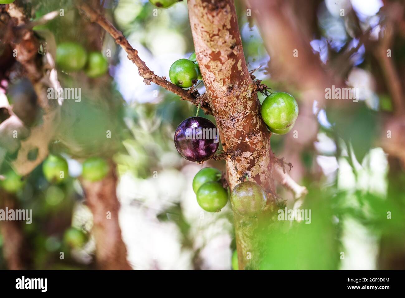 Fruit of the jabuticaba. The exotic fruit of jabuticaba that grows on ...