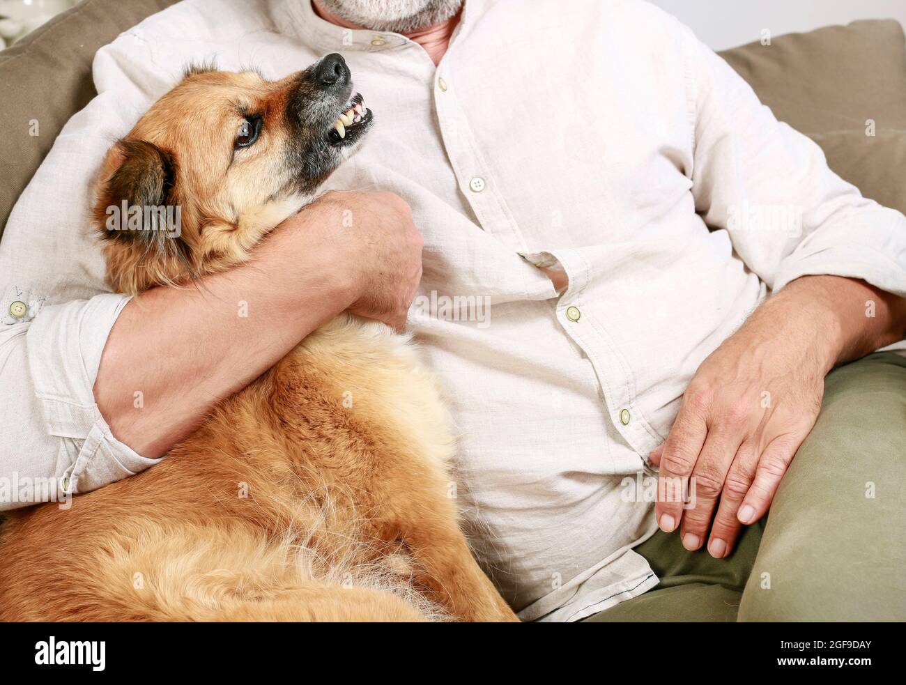 Dog growls at another dog. Man tries to calm down the dog. Lovely pets