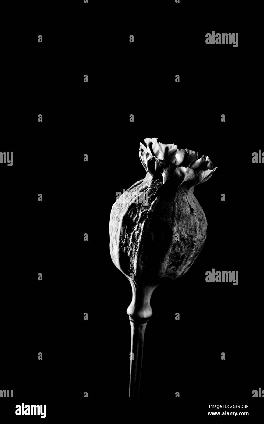 Poppy seed Black and White Stock Photos & Images - Alamy