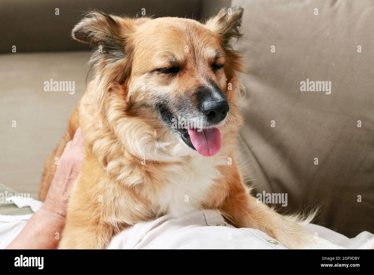 Dog growls at another dog. Man tries to calm down the dog. Lovely pets
