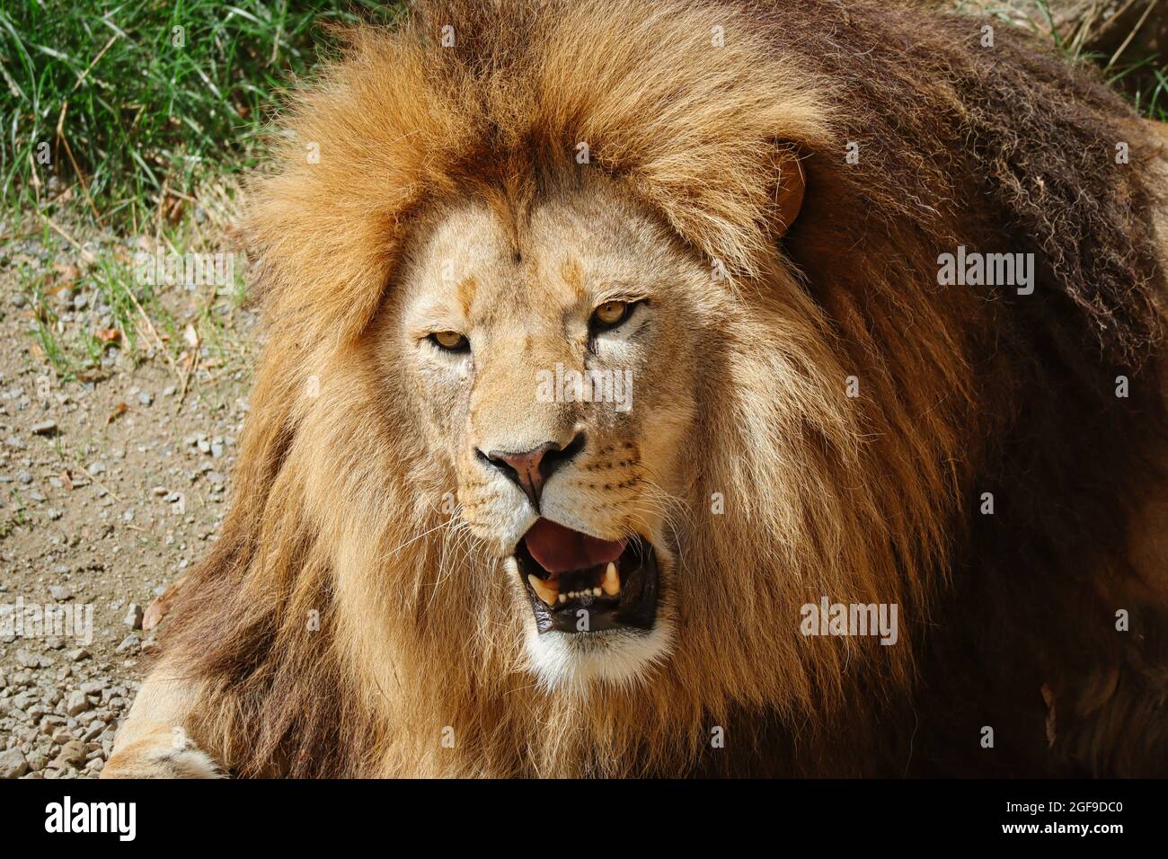 Close-up of African Lion Head with Open Mouth in Zoo. Beautiful Portrait of Panthera Leo with Mane in Zoological Garden. Stock Photo