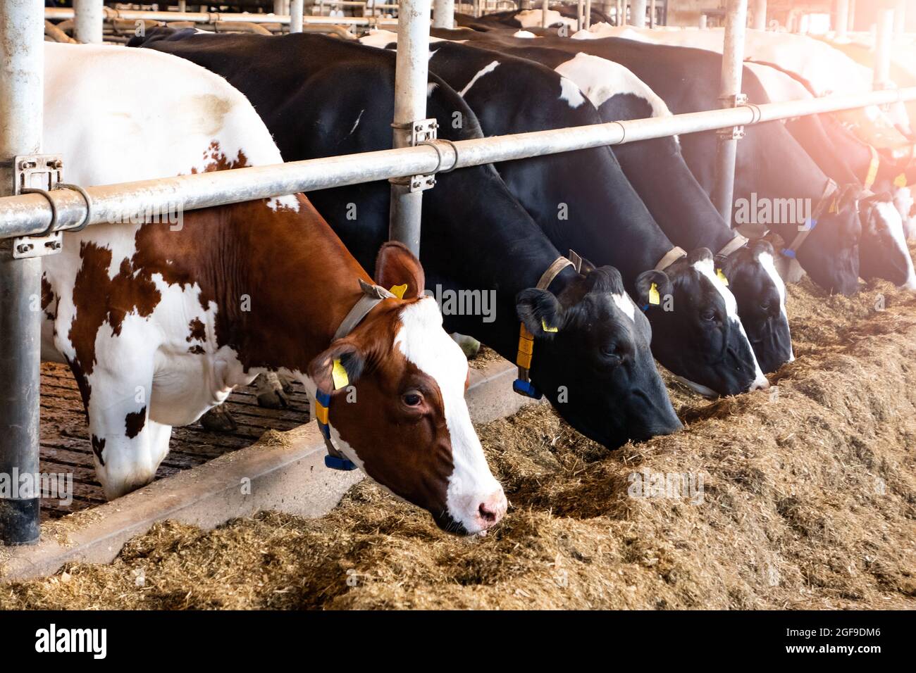 Holstein Friesian cows at a dairy farm. Stock Photo