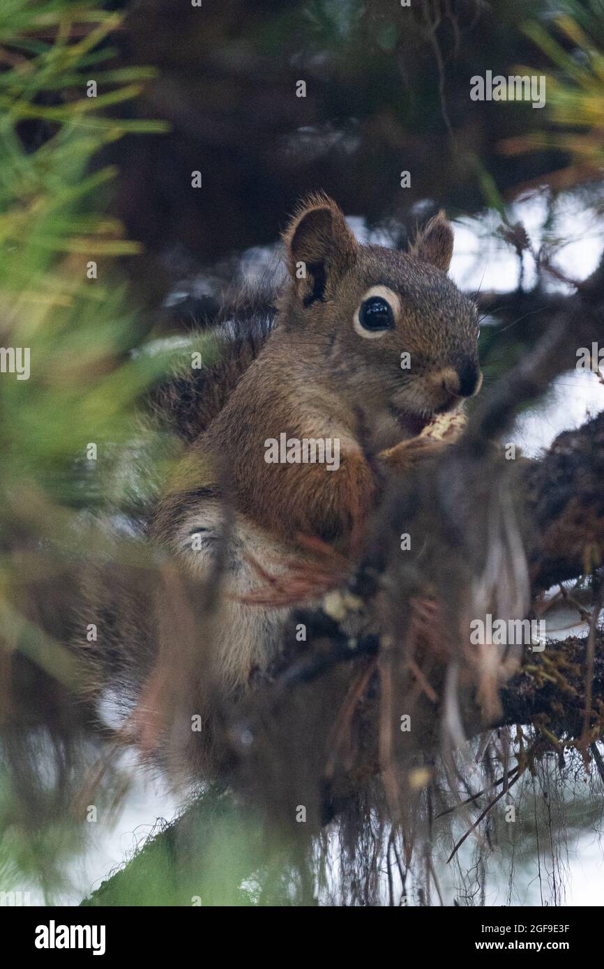 Grey squirrel. Stock Photo