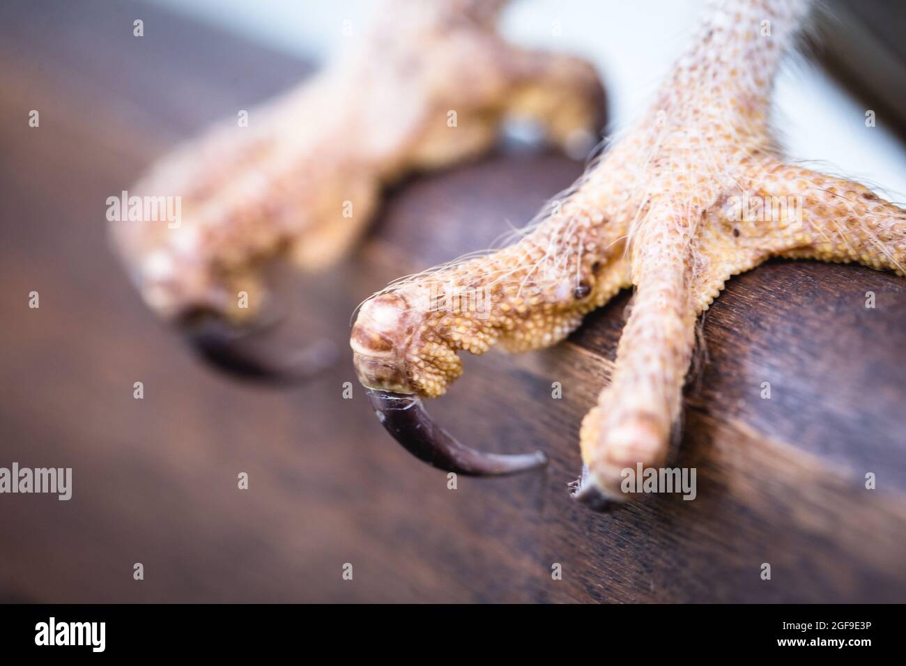 owl claws in macro photography, bird detail Stock Photo Alamy