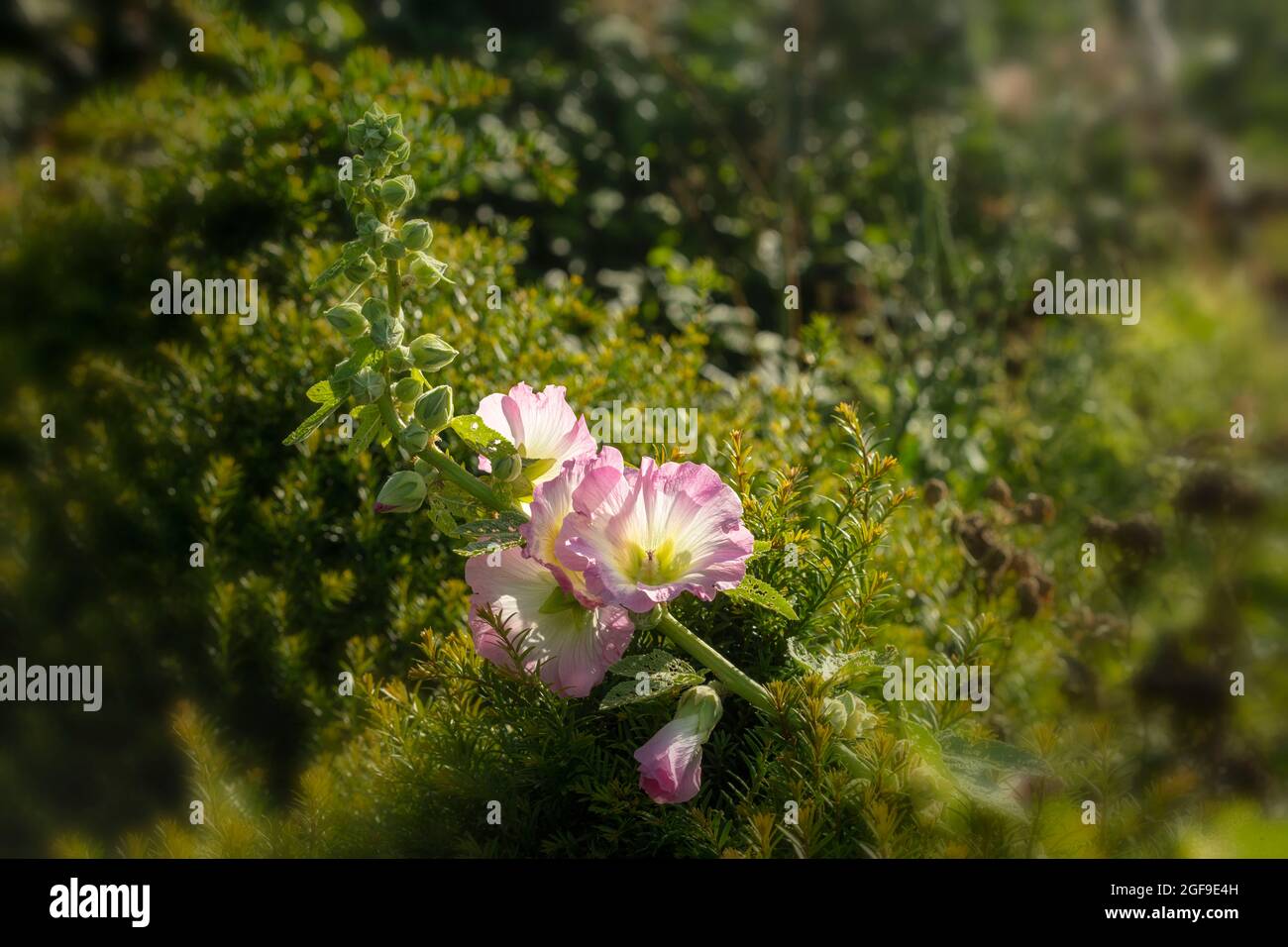 Radient Alcalthaea suffrutescens 'Parkallee' in bright evening light, natural plant portrait Stock Photo