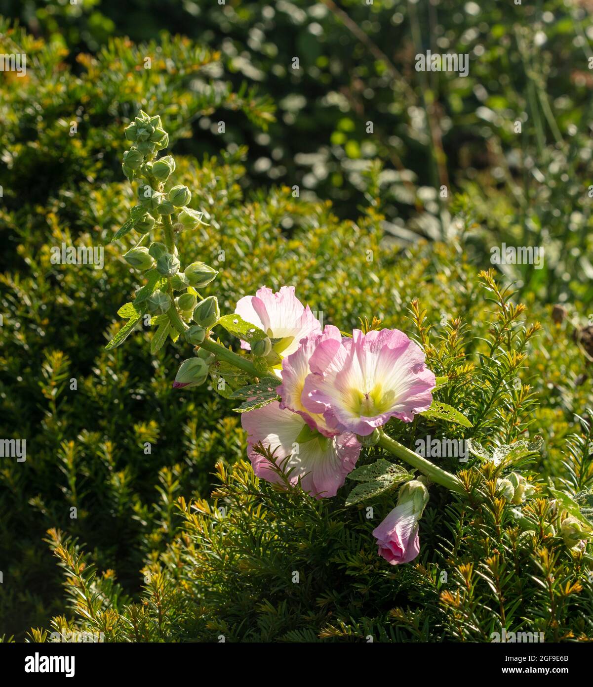 Radient Alcalthaea suffrutescens 'Parkallee' in bright evening light, natural plant portrait Stock Photo