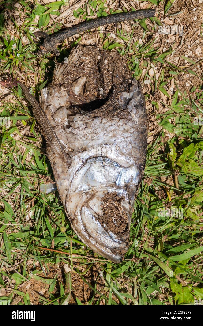 Dead fish on a grass Stock Photo Alamy