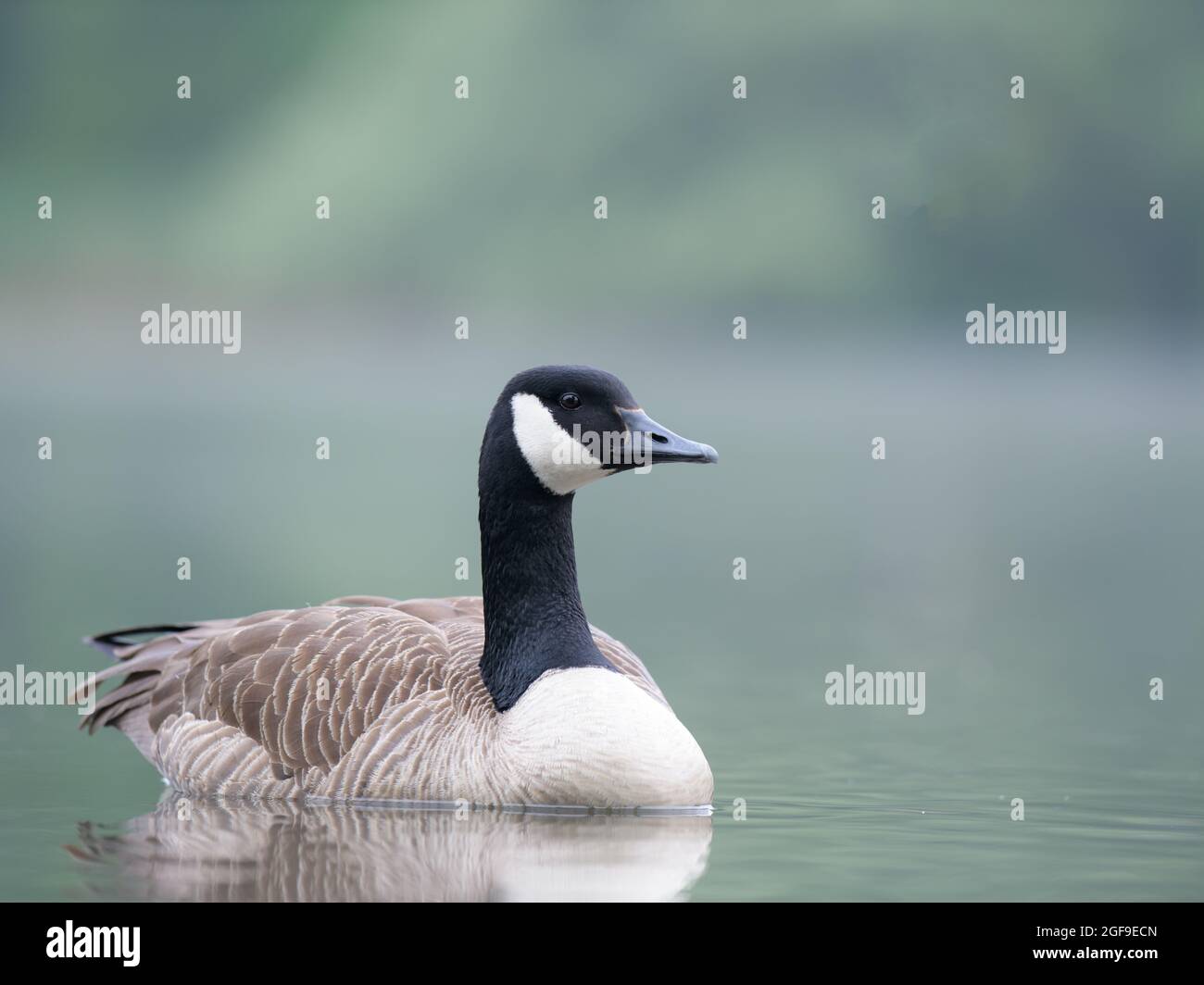 Goose art hi-res stock photography and images - Alamy