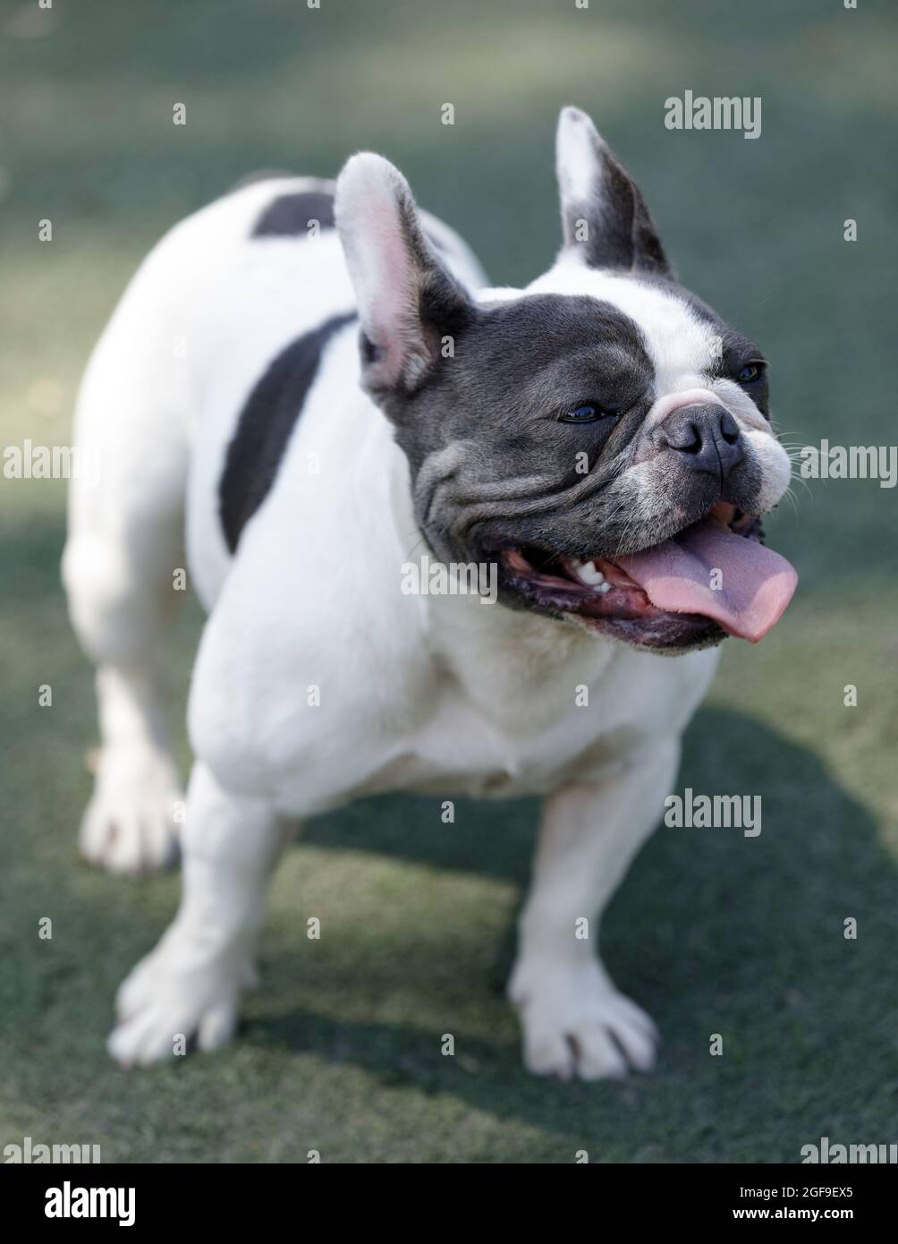 13-Month-Old blue, black, and white piebald female Frenchie. Off-leash ...