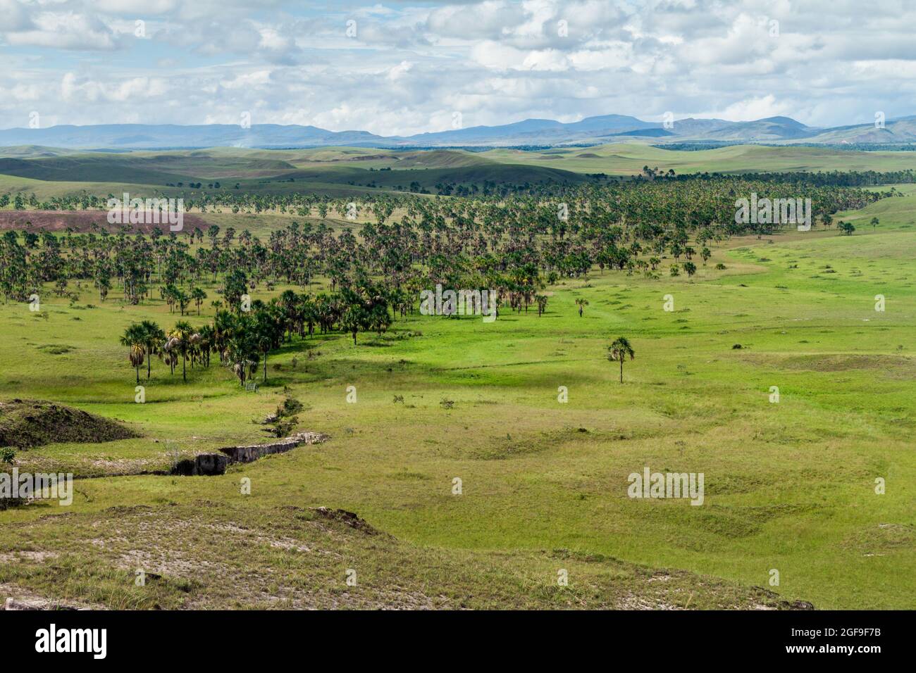 Landscape of Gran Sabana region in National Park Canaima, Venezuela Stock  Photo - Alamy