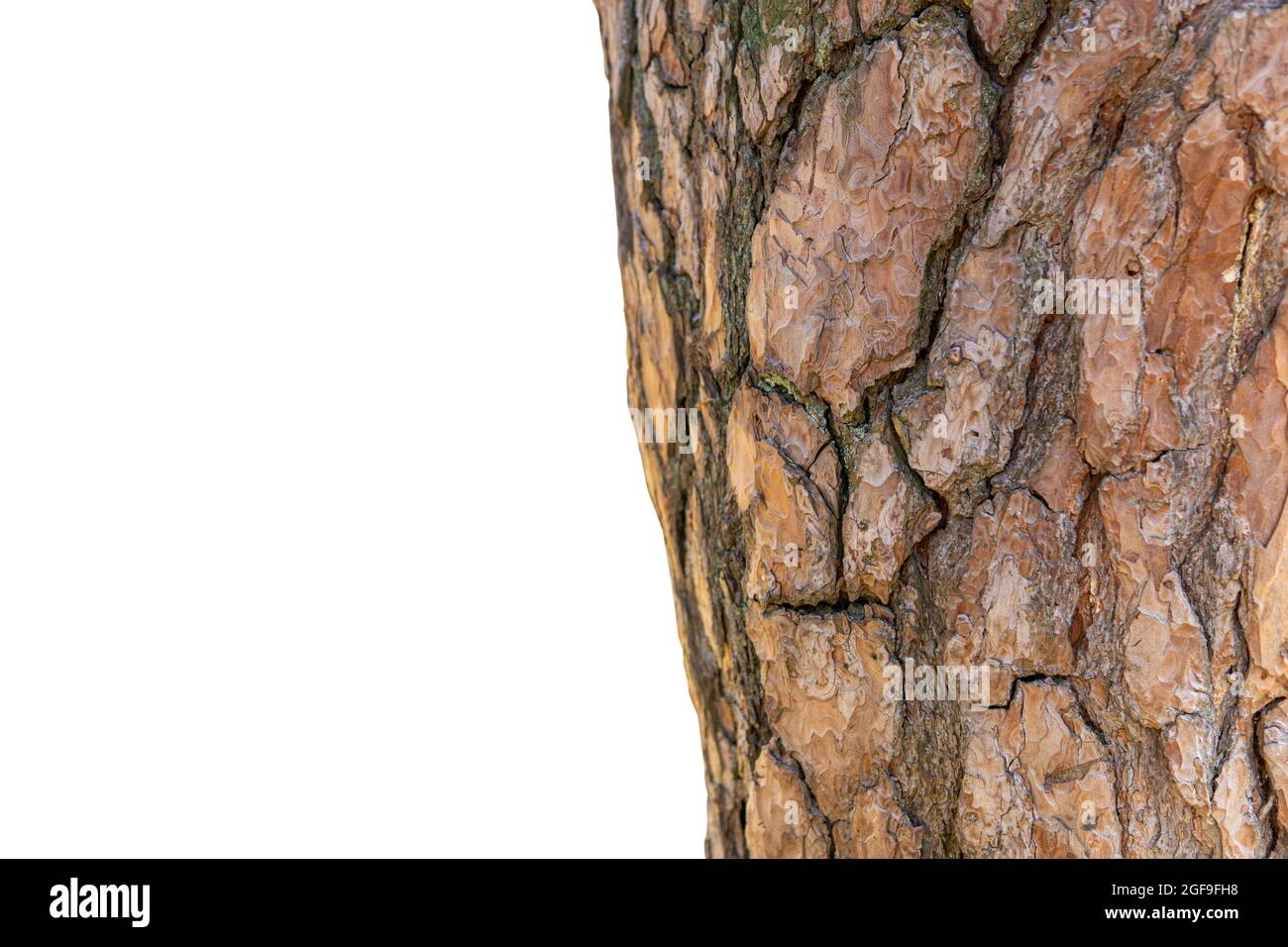Seeing a face-like pattern on a tree trunk isolated on white Stock Photo