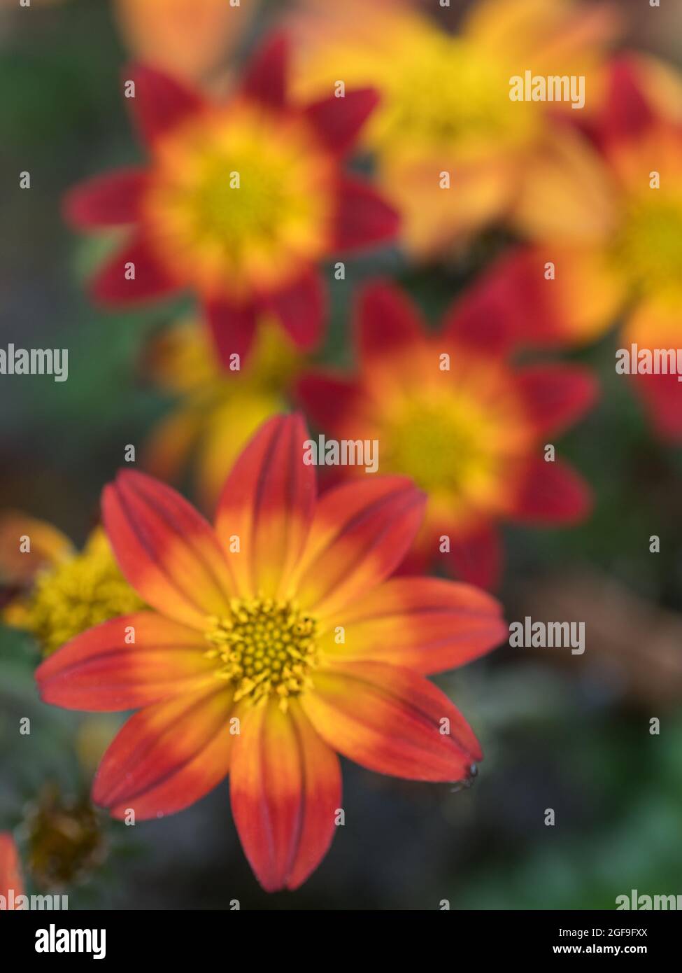 A mass of orange bidens flowers in a garden bed Stock Photo - Alamy