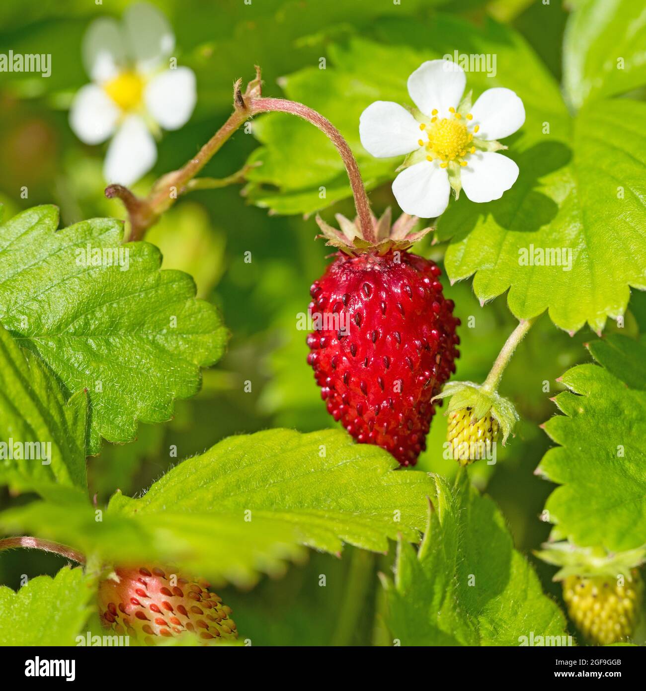 Wild strawberries, Fragaria vesca, fruits and bloosoms Stock Photo