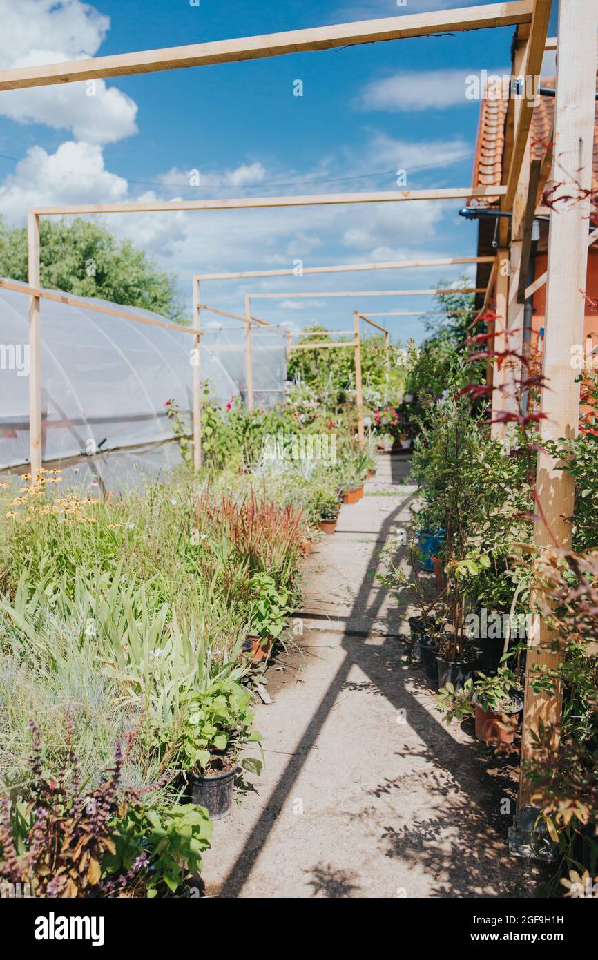 Potted plants and flowers growing in a greenhouse Stock Photo - Alamy