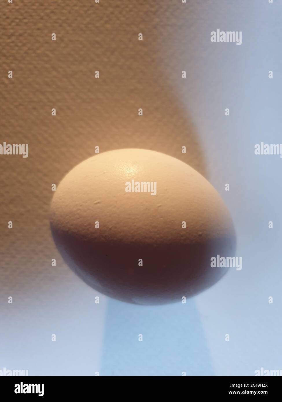 Egg ovulation hi-res stock photography and images - Alamy