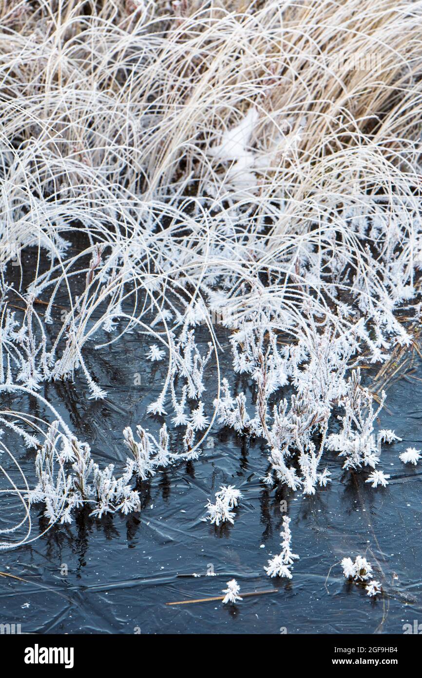 Arctic sedge hi-res stock photography and images - Alamy