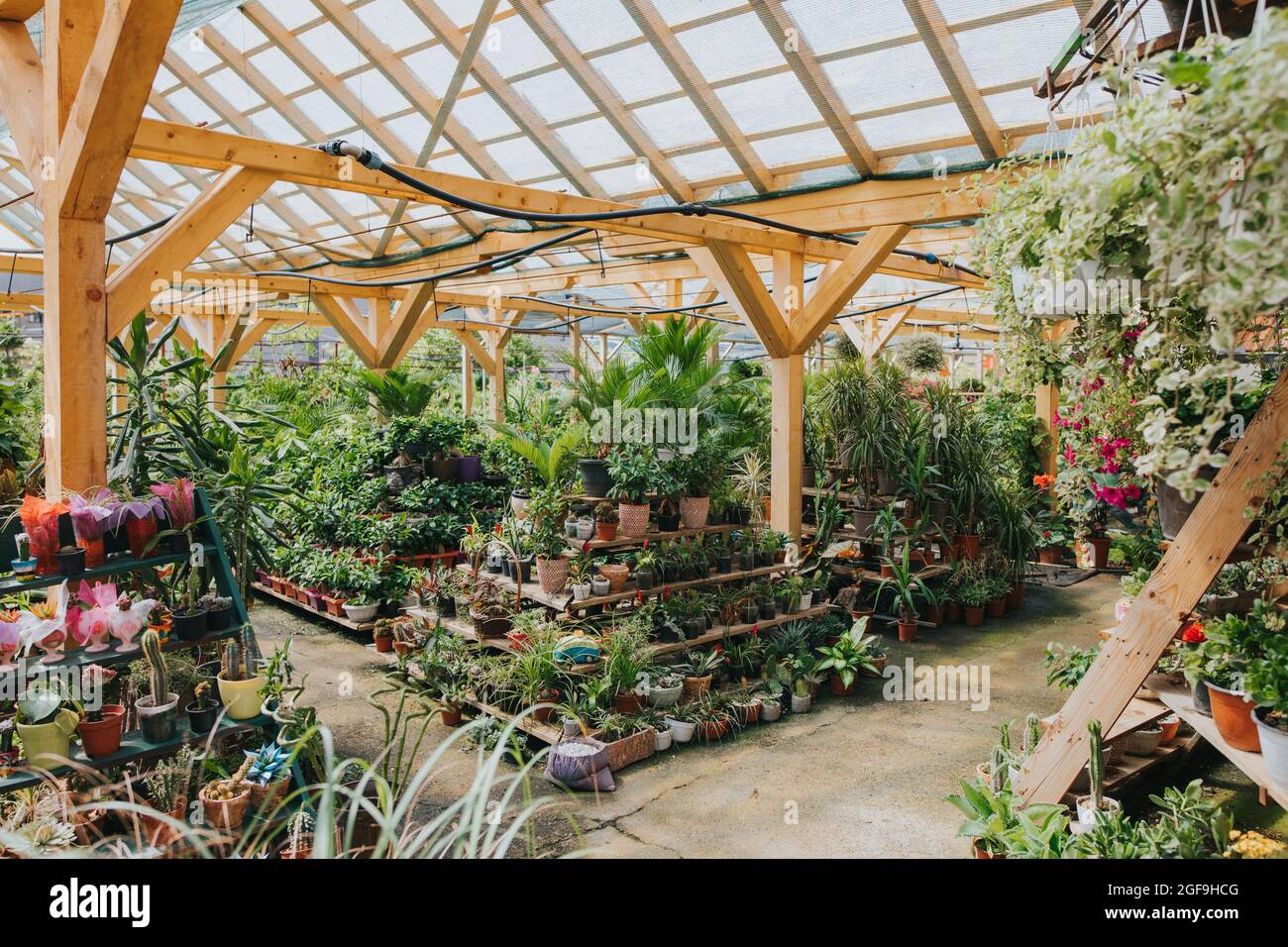 Potted plants and flowers growing in a greenhouse Stock Photo - Alamy
