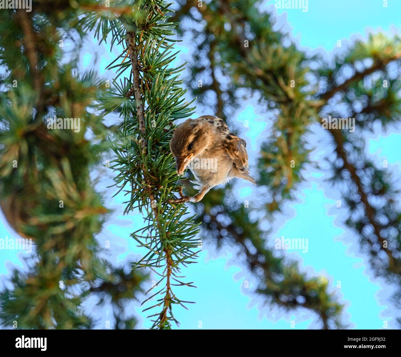 Closeup shot of a house sparrow hanging from a tree branch under a bright sky Stock Photo