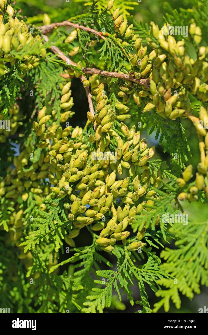 Female cones on the Occidental Arborvitae, Thuja occidentalis Stock Photo