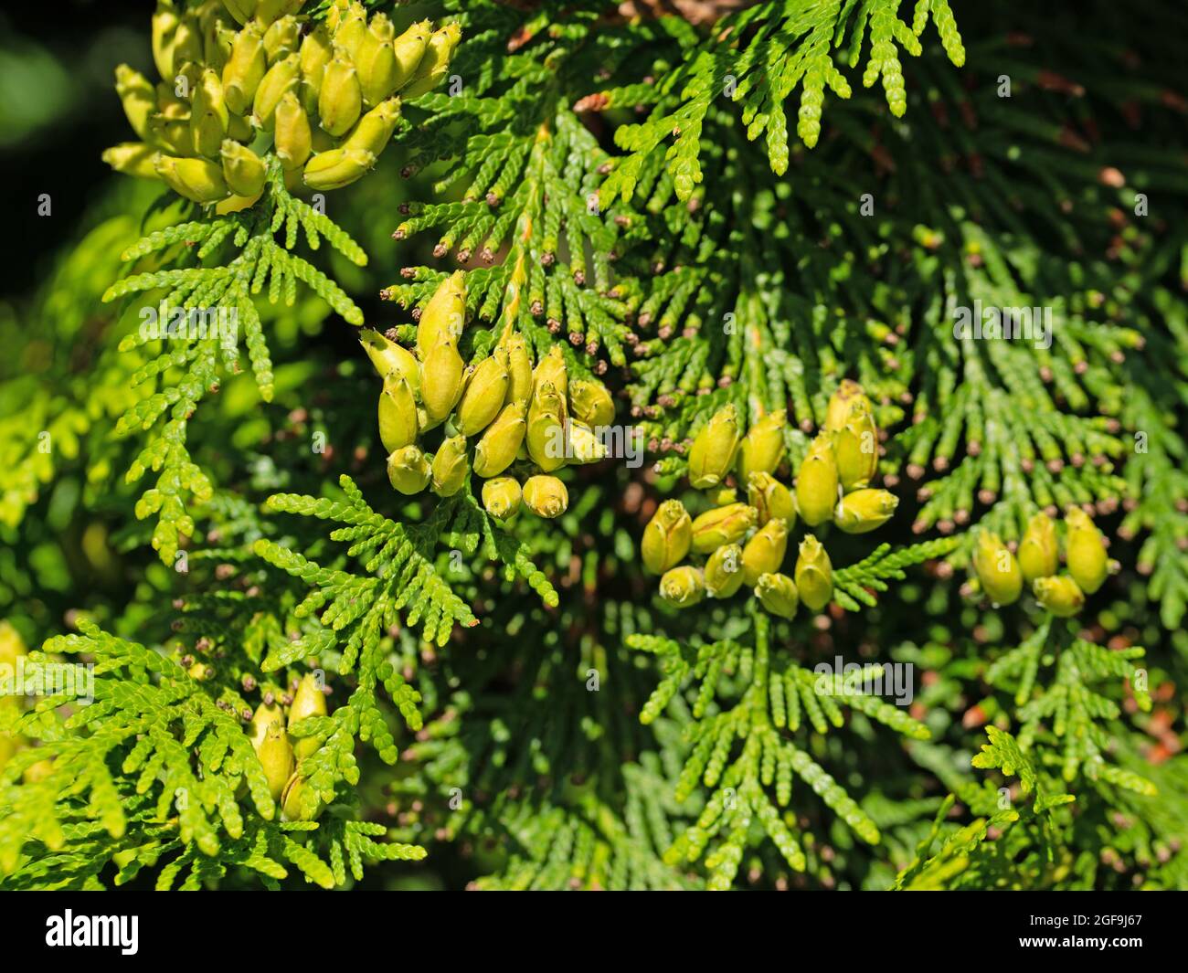 Female cones on the Occidental Arborvitae, Thuja occidentalis Stock Photo
