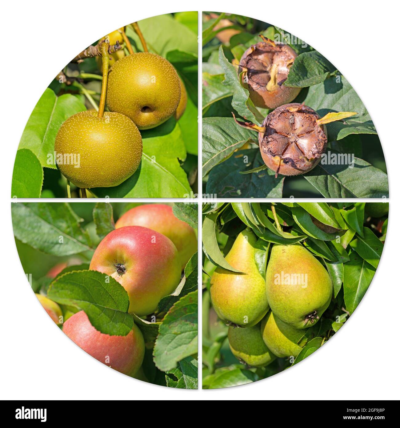 Different pome fruit trees at harvest time in a collage Stock Photo