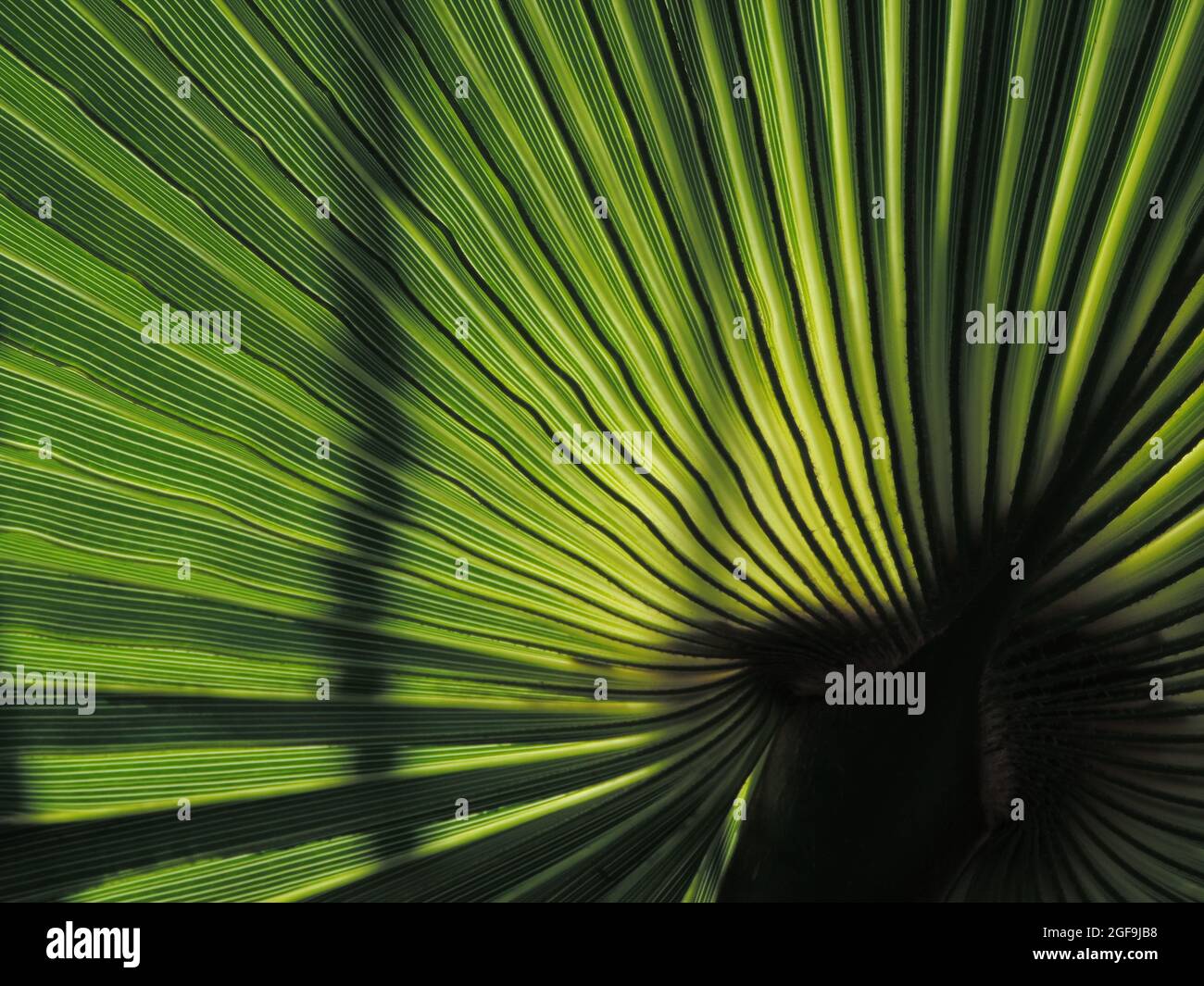 close up of an palm leaf Stock Photo - Alamy