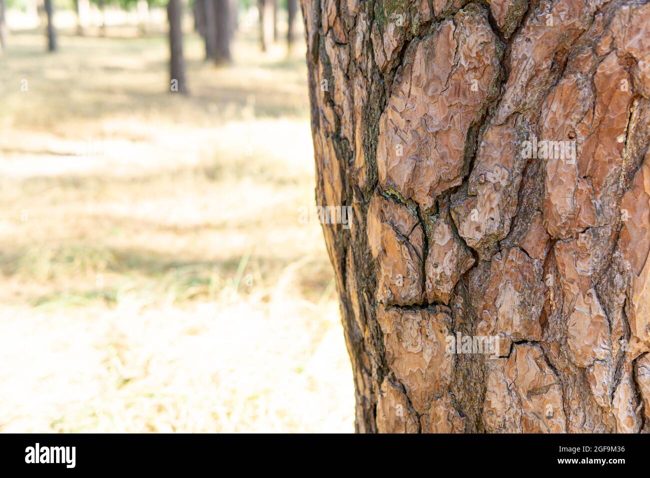 Crop view of a tree trunk with a bark pattern resembling a human face Stock Photo