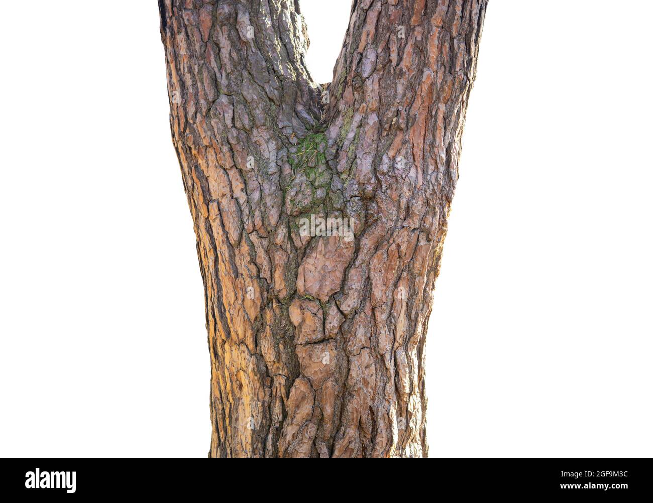Tree trunk with a bark pattern resembling a human face Stock Photo