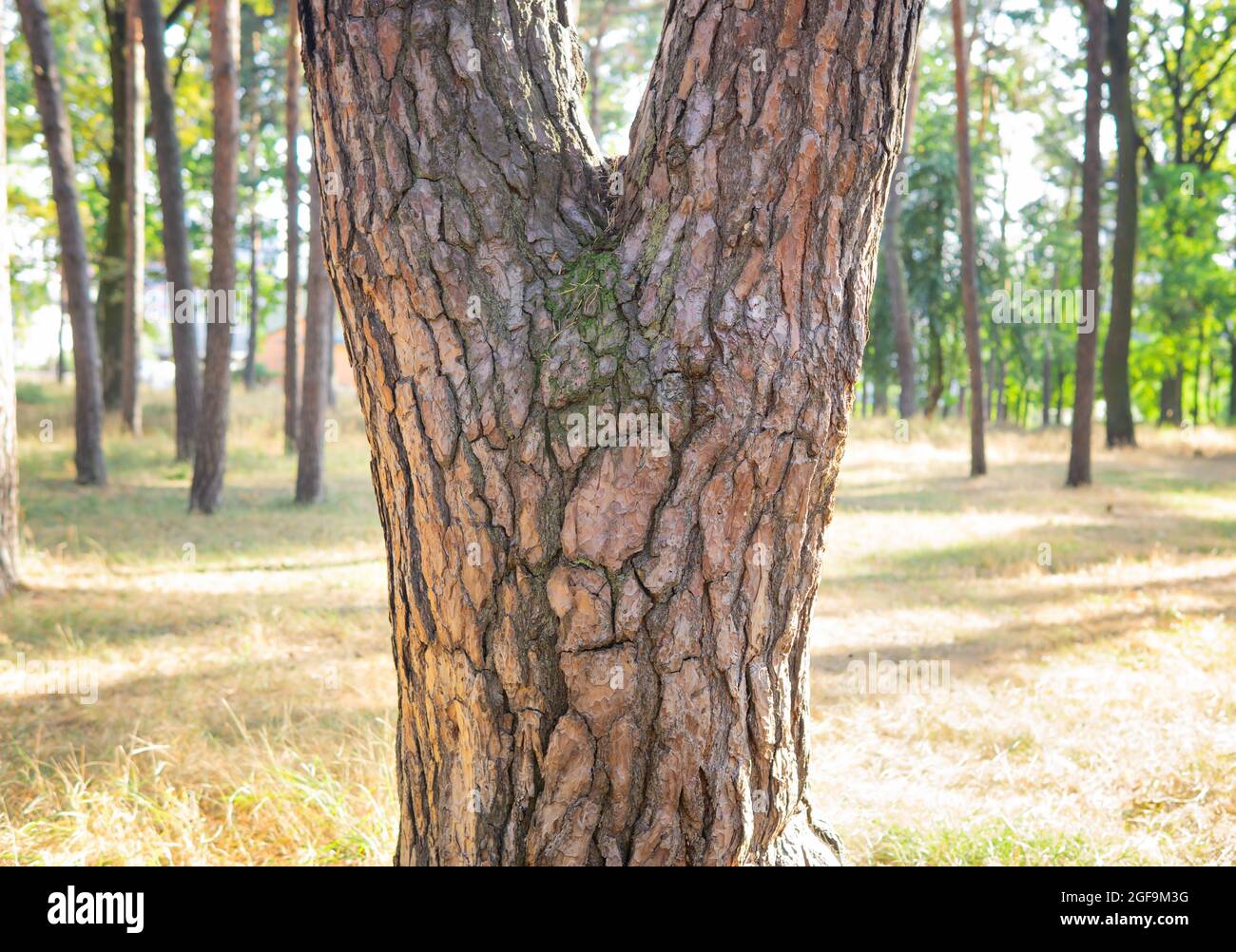 Human face-like pattern on a tree trunk in the woods Stock Photo