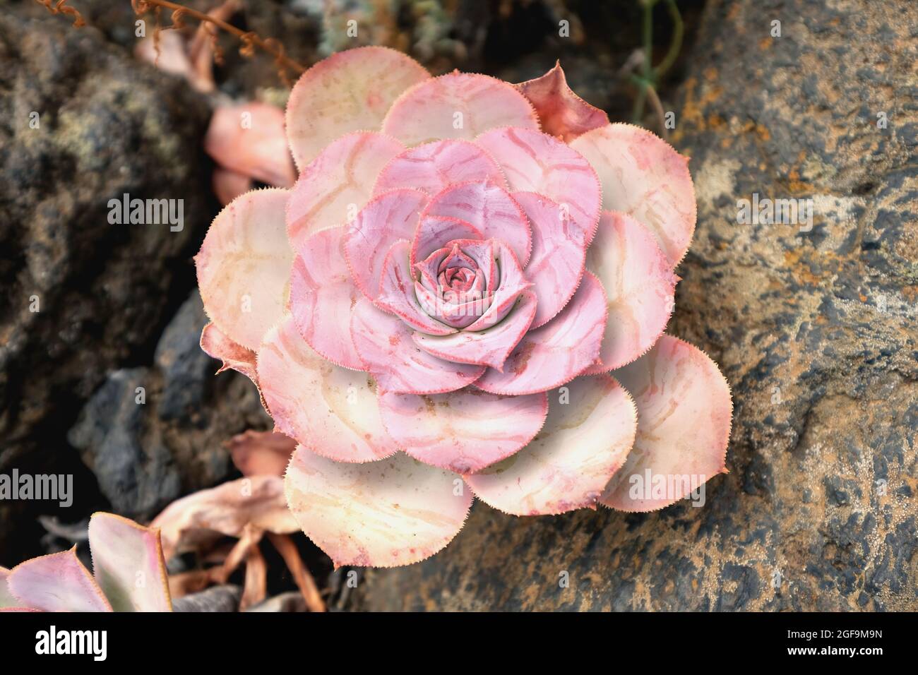 Unique Pink Roses Closeup shot of a pink unique rose in the pa Stock Photo - Alamy