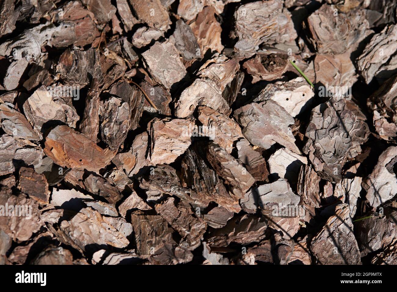 brown natural texture of tree bark. High quality photo Stock Photo