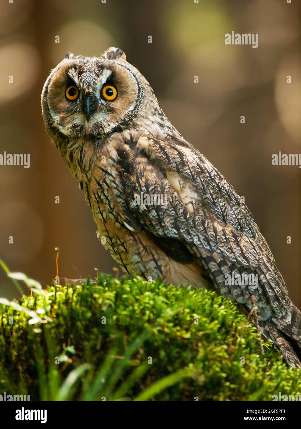 Long-eared owl siting on the stump in forest - Asio otus otus Stock Photo