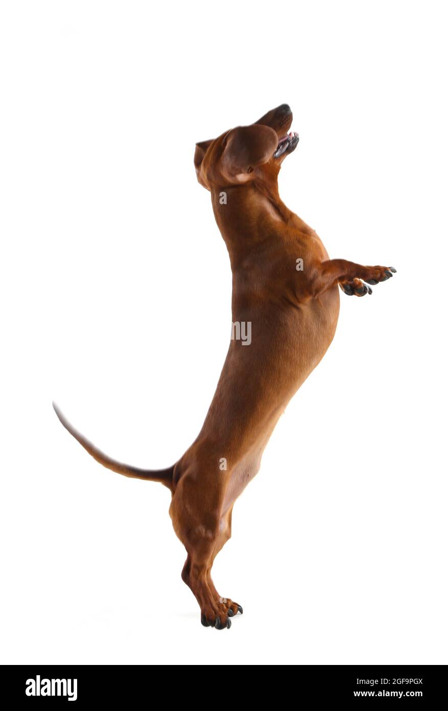 Dachshund jumping, isolated on white Stock Photo Alamy