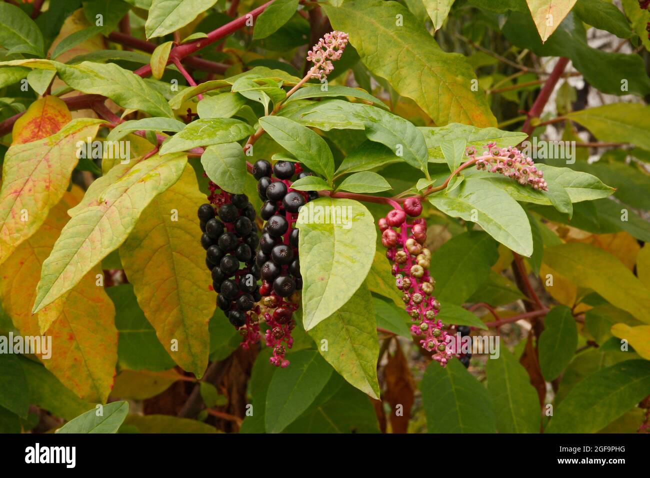 closeup of plant fruits with brightly colored berries that are