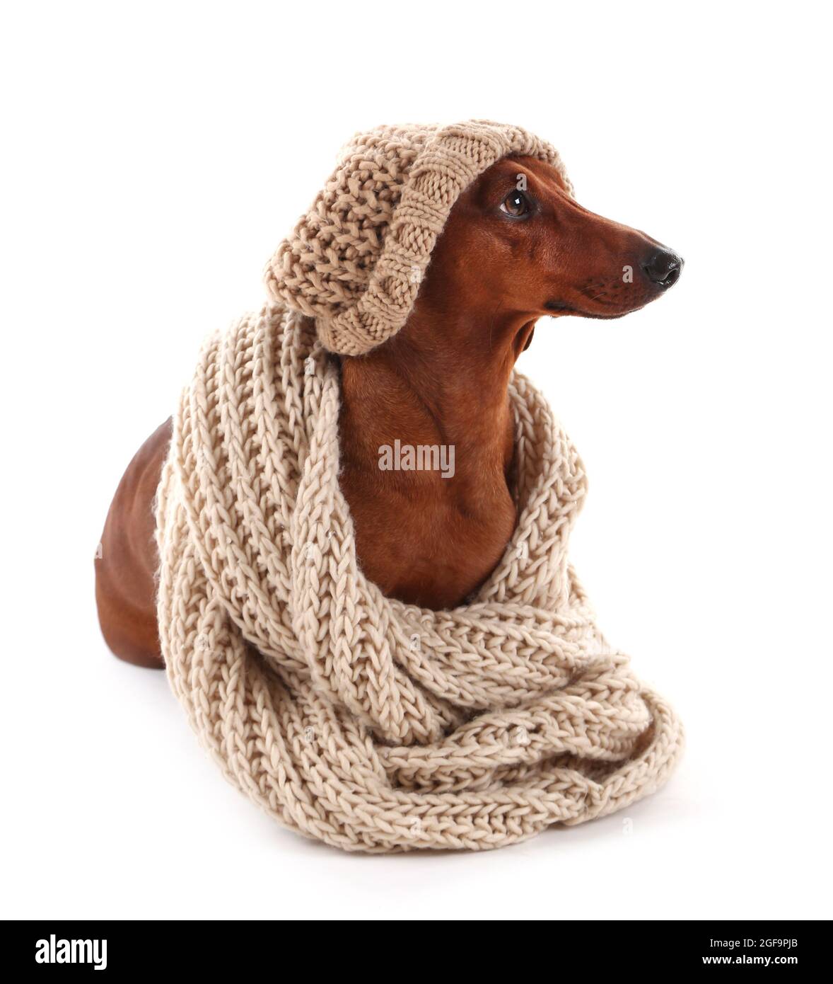 taste of the wild feeding guide